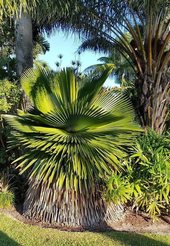 Photo of Cuban Petticoat Palm (Copernicia macroglossa) uploaded by Dutchlady1