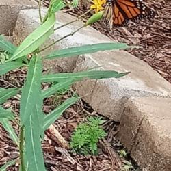 Location: Fort Worth, TX
Date: 2018-10-18
Monarch on Asclepius Tuberosa