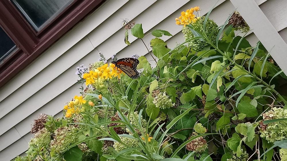 Photo of Butterfly Milkweed (Asclepias tuberosa) uploaded by Prepper
