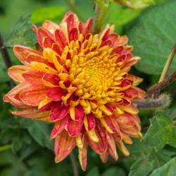 Location: Clinton, Michigan 49236
Date: 2018-08-07
"Chrysanthemum 'Talisman', 2018 photo, Hardy Garden Mum #chrysant