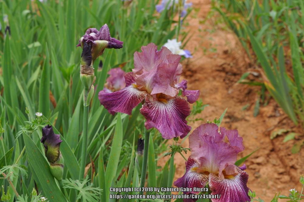 Photo of Tall Bearded Iris (Iris 'Vibrations') uploaded by Cuzz4short