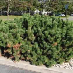 Location: Frasier, Pennsylvania
Date: 2018-10-18
one mature shrub, probably full size
