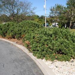 Location: Frasier, Pennsylvania
Date: 2018-10-18
line of shrubs at a Wawa convienience store