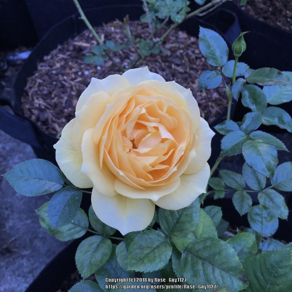 Photo of Floribunda Rose (Rosa 'Julia Child') uploaded by Rose_Guy1127