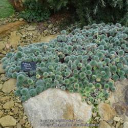 Location: RHS Harlow Carr alpine house, Yorkshire
Date: 2018-11-10