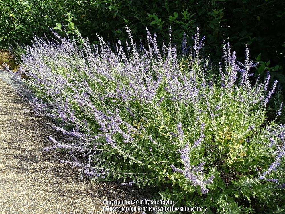 Photo of Russian Sage (Salvia 'Blue Spire') uploaded by kniphofia