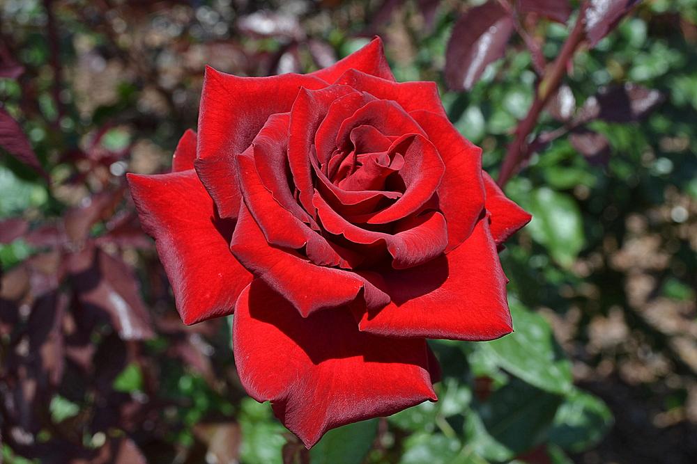 Photo of Hybrid Tea Rose (Rosa 'Mister Lincoln') uploaded by sunkissed