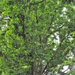 Location: Ambler, Pennsylvania
Date: 2017-06-14
looking up at canopy