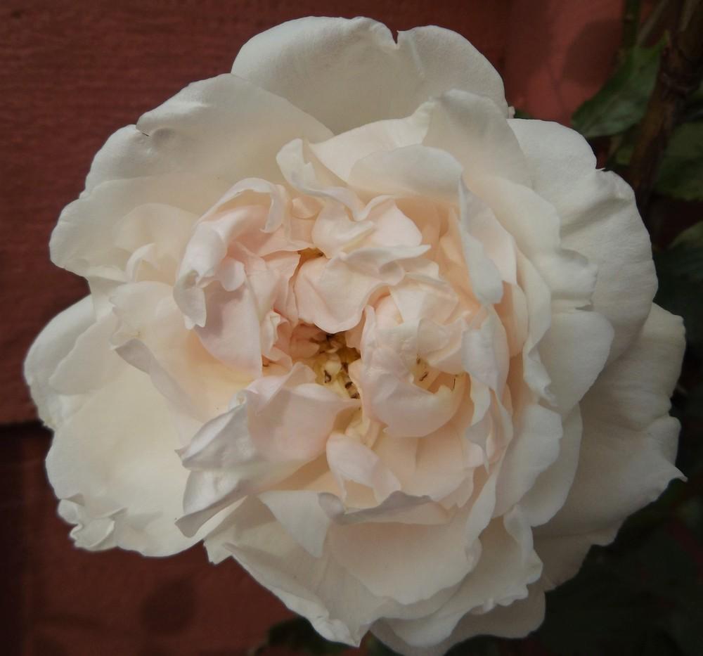 Photo of Rose (Rosa 'Madame Alfred Carriere') uploaded by LolaTasmania