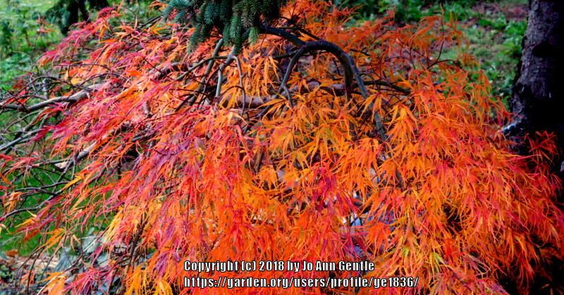Photo of Japanese Maple (Acer palmatum 'Spring Delight') uploaded by ge1836