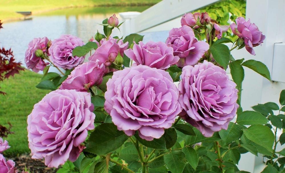 Photo of Rose (Rosa 'Love Song 2011') uploaded by Goosegrove