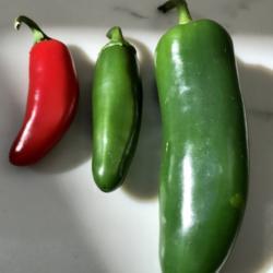 Location: My garden in SoCal.
Date: 2018-11-11
A jumbo jalapeño and two regular size ones, for size comparison.