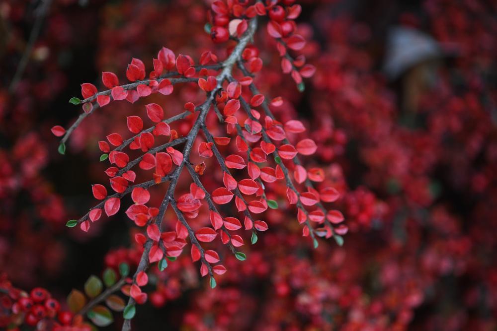 Photo of Rock Cotoneaster (Cotoneaster horizontalis) uploaded by cliftoncat