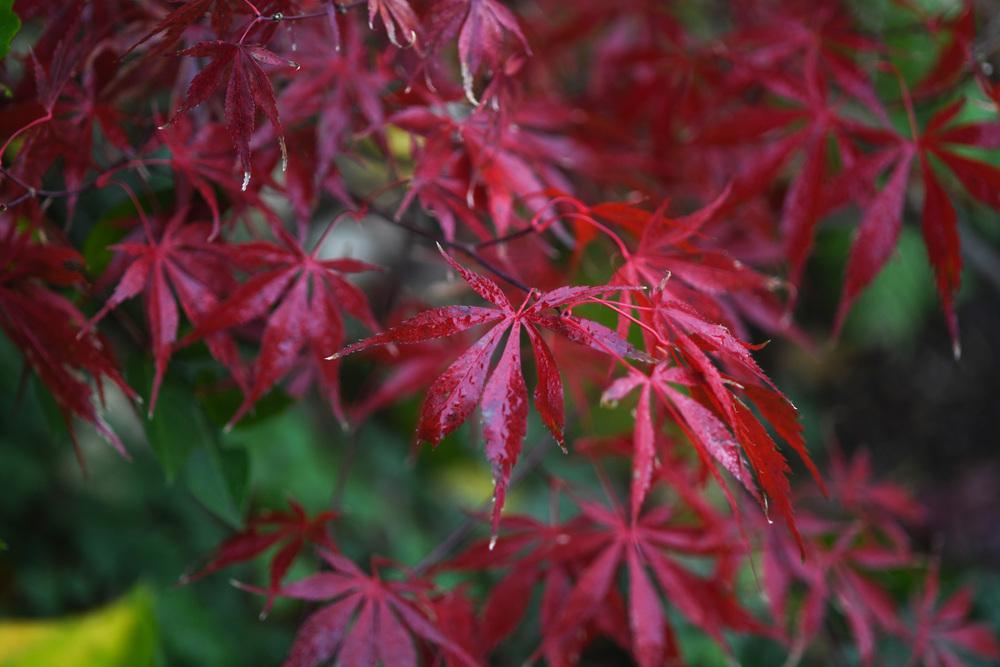 Photo of Japanese Maple (Acer palmatum var. amoenum 'Bloodgood') uploaded by cliftoncat