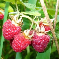 Location: Riverview, Robson, B.C.
Date: 2009-07-25
- 'Joan J' Raspberries - ready to pluck for a morning's breakfast