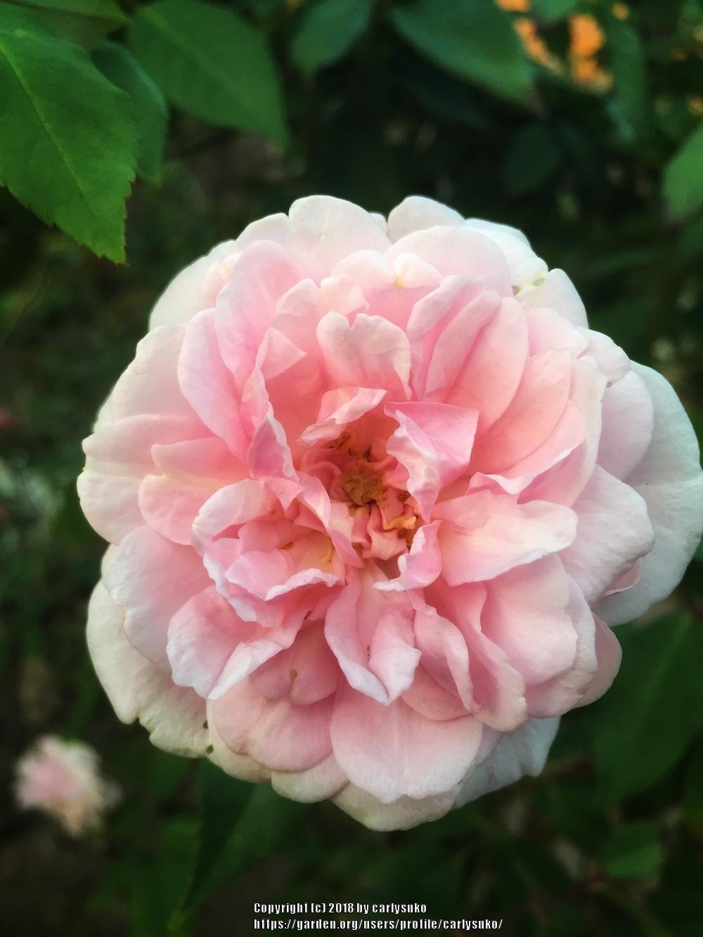 Photo of Polyantha Rose (Rosa 'Cecile Brunner') uploaded by carlysuko
