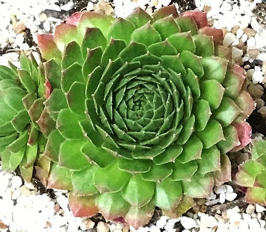 Photo of Hen and Chicks (Sempervivum 'Malby's Hybrid No. 2') uploaded by cwhitt