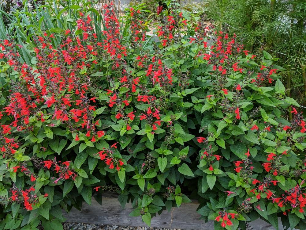 Photo of Texas Sage (Salvia coccinea 'Forest Fire') uploaded by LorettaNJ