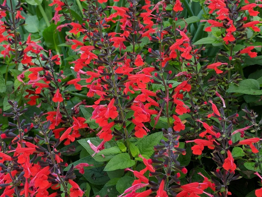 Photo of Texas Sage (Salvia coccinea 'Forest Fire') uploaded by LorettaNJ