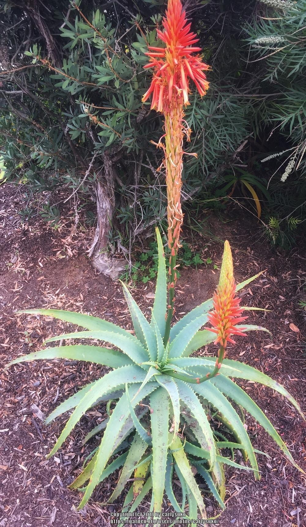 Photo of Krantz Aloe (Aloe arborescens) uploaded by carlysuko