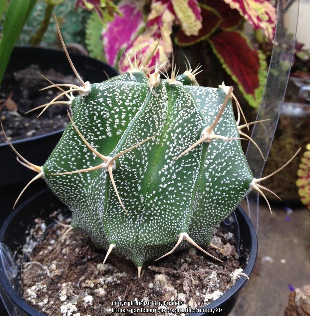 Photo of Star Plant (Astrophytum ornatum) uploaded by Frenchy21