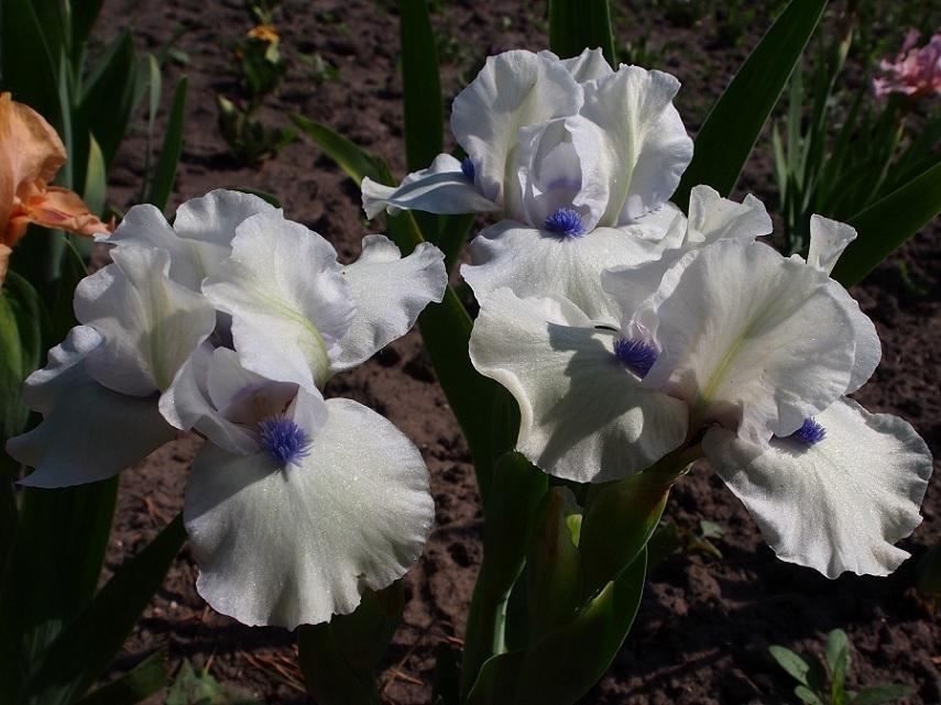 Photo of Standard Dwarf Bearded Iris (Iris 'Bluebeard's Ghost') uploaded by IaninaUkr