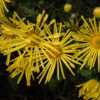 "Chrysanthemum 'Yellow Quill', 2016, MAMMOTH™ [Mum] #chrysanthe