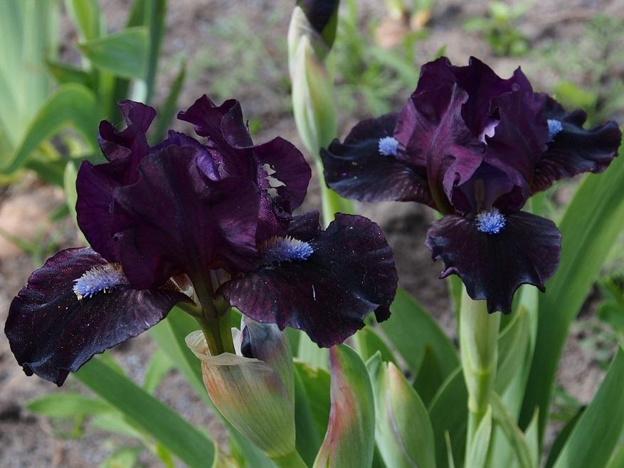 Photo of Miniature Dwarf Bearded Iris (Iris 'Black Olive') uploaded by IaninaUkr