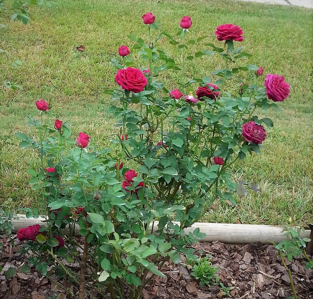 Photo of English Shrub Rose (Rosa 'The Prince') uploaded by KenNEGA