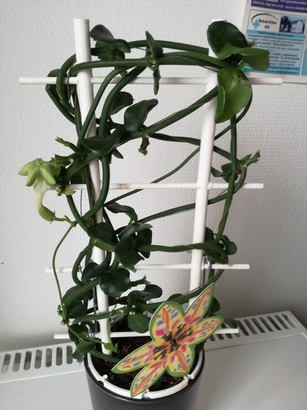 Photo of Parachute Plant (Ceropegia sandersonii) uploaded by dorcina