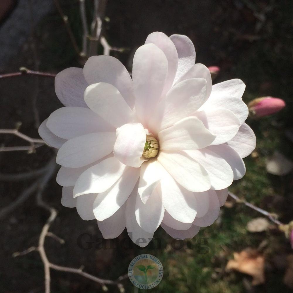 Photo of Star Magnolia (Magnolia stellata 'Royal Star') uploaded by BlueOddish
