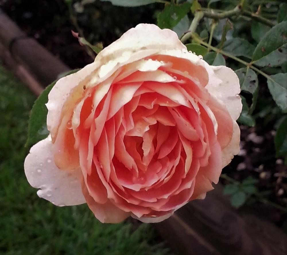 Photo of English Shrub Rose (Rosa 'Lady of Shalott') uploaded by KenNEGA
