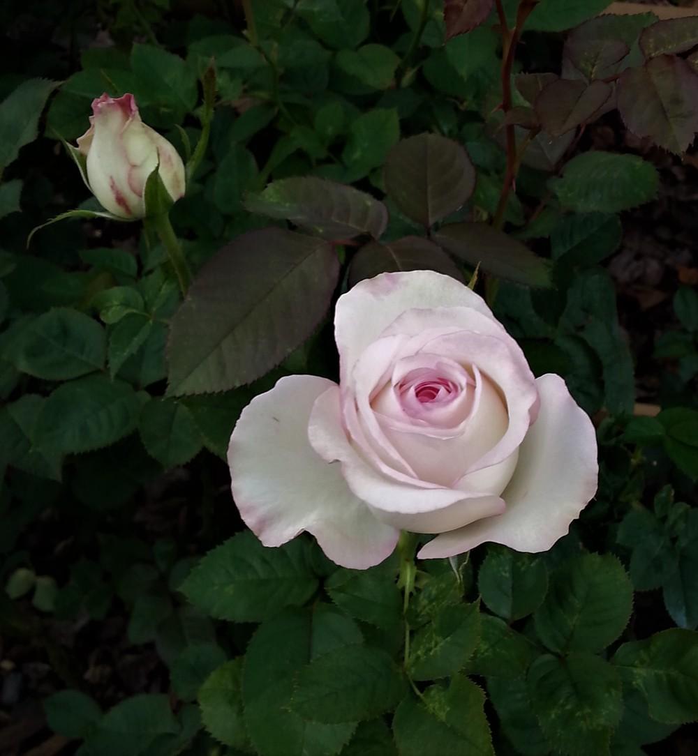 Photo of Rose (Rosa Moonstone™) uploaded by KenNEGA