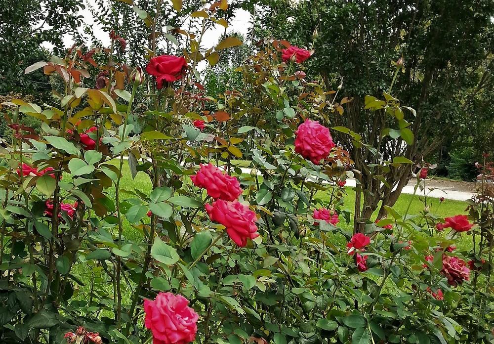 Photo of Rose (Rosa 'Let Freedom Ring') uploaded by KenNEGA