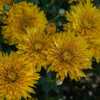 "Chrysanthemum 'Best Regards', 2016, REGARDS™ Series Hardy Gard