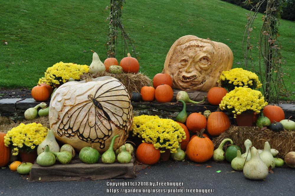 Photo of Gourds, Squashes and Pumpkins (Cucurbita) uploaded by treehugger