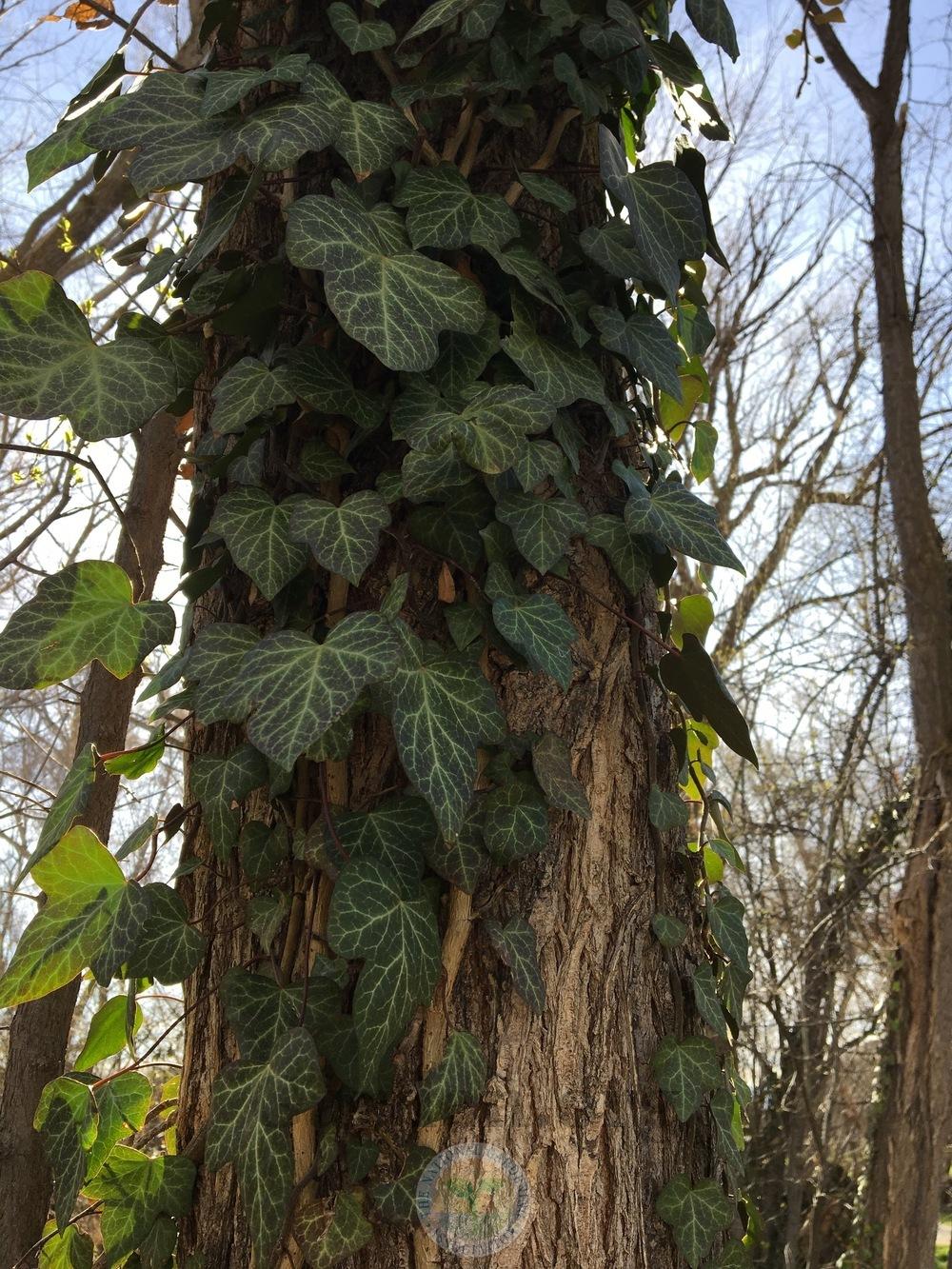 Photo of English Ivy (Hedera helix) uploaded by BlueOddish