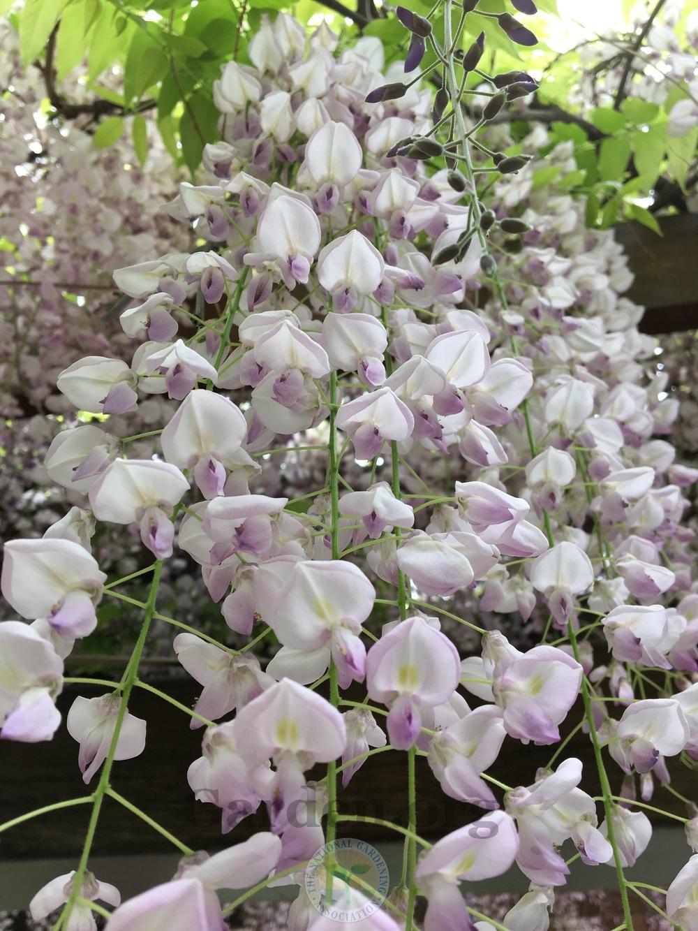 Photo of Chinese Wisteria (Wisteria sinensis) uploaded by BlueOddish