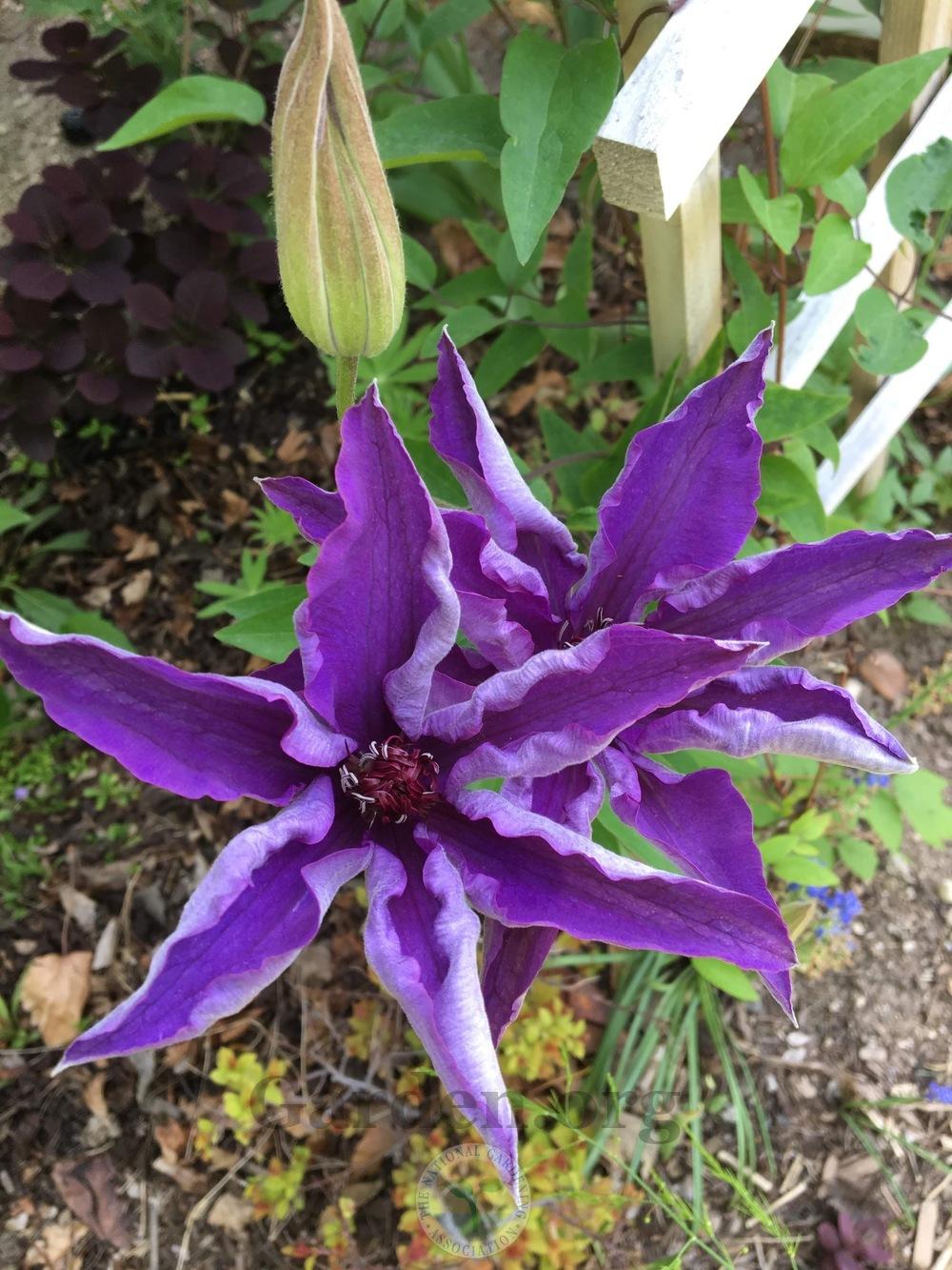 Photo of Clematis 'The President' uploaded by BlueOddish