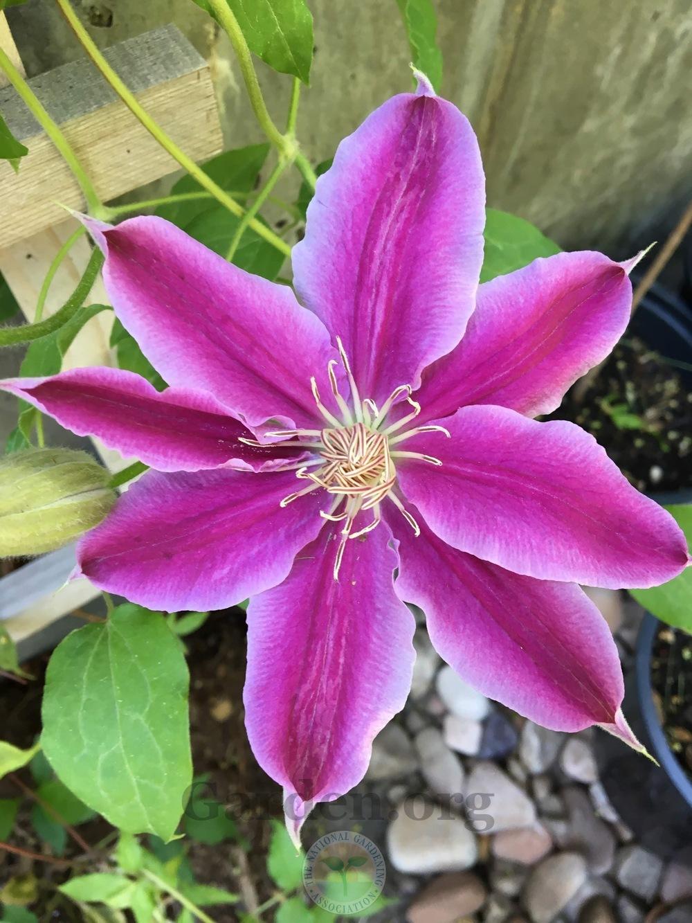 Photo of Clematis 'Dr. Ruppel' uploaded by BlueOddish