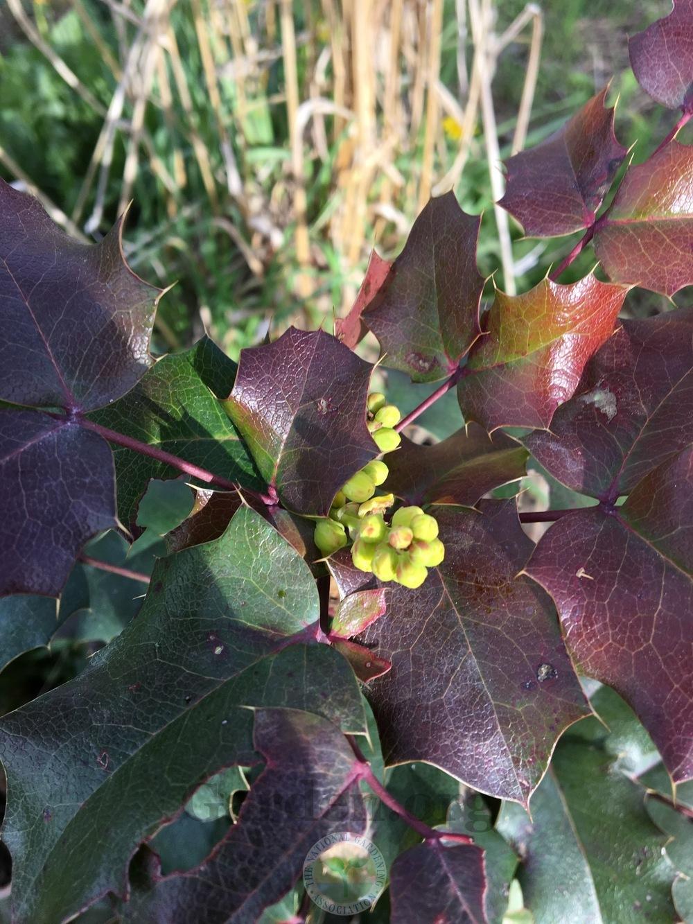 Photo of Oregon Grape (Mahonia aquifolium) uploaded by BlueOddish