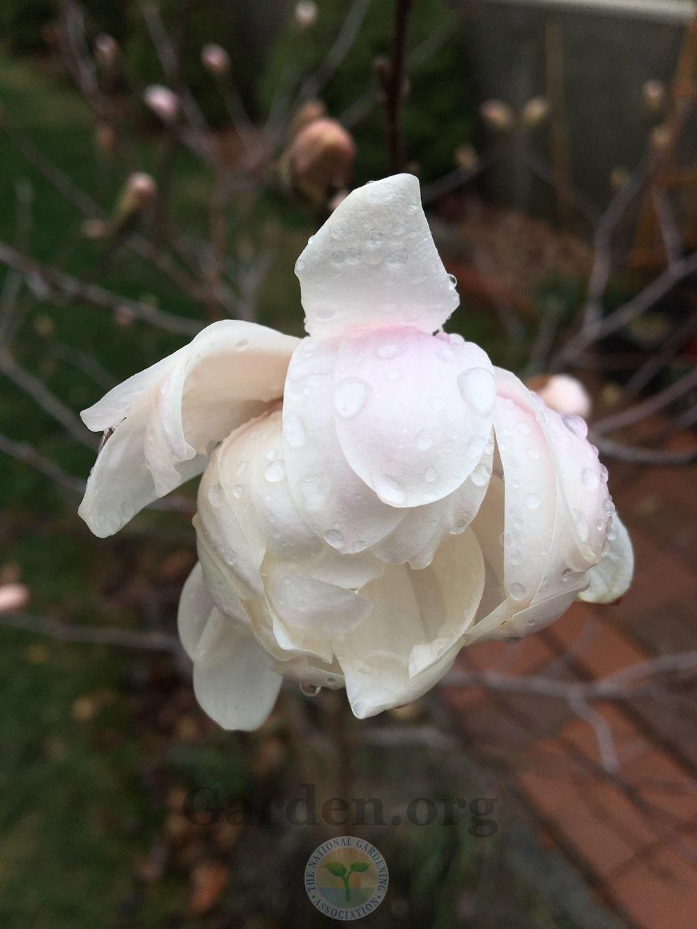 Photo of Star Magnolia (Magnolia stellata 'Royal Star') uploaded by BlueOddish