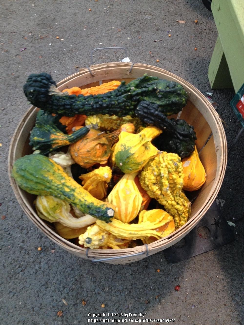 Photo of Gourds, Squashes and Pumpkins (Cucurbita) uploaded by Frenchy21