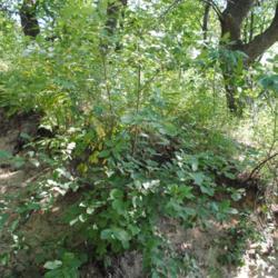 Location: Indiana Dunes State Park
Date: 2016-07-16
young plant in dunes