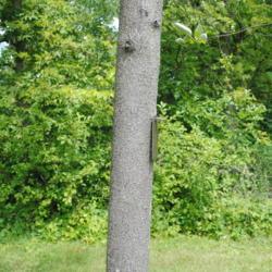 Location: Morton Arboretum in Lisle, Illinois
Date: 2016-07-18
mature trunk of planted tree at arboretum
