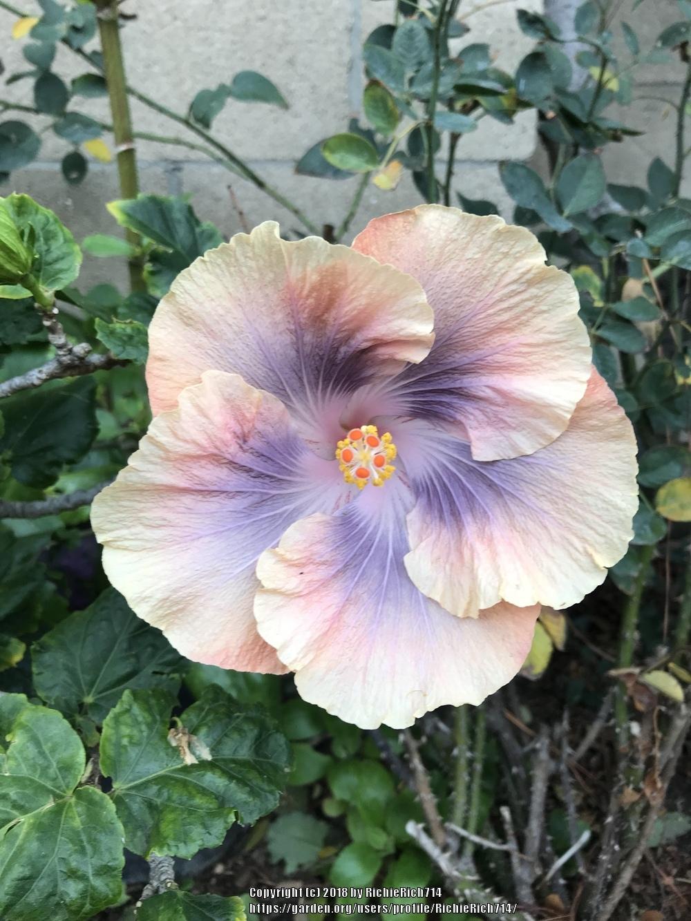 Photo of Hibiscus uploaded by RichieRich714