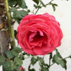 Location: My garden in SoCal.
Date: 2018-11-20
My first climbing rose (from Armstrong Nursery). It was delivered