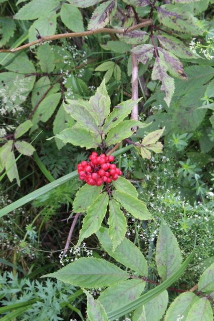 Photo of Red Elderberry (Sambucus racemosa) uploaded by RuuddeBlock