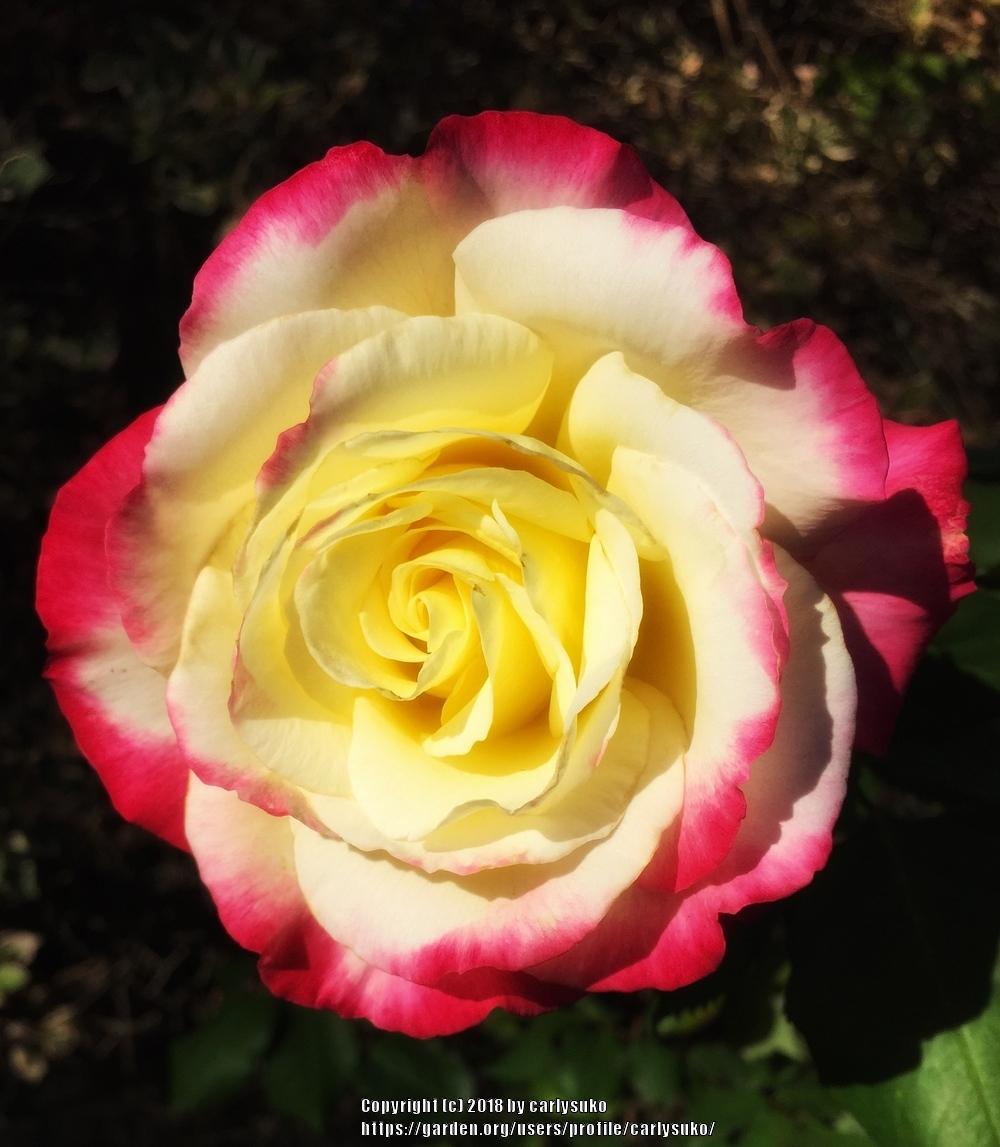 Photo of Hybrid Tea Rose (Rosa 'Double Delight') uploaded by carlysuko