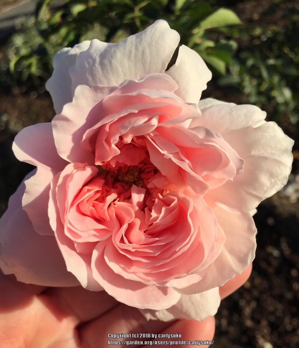 Photo of Rose (Rosa 'Abraham Darby') uploaded by carlysuko